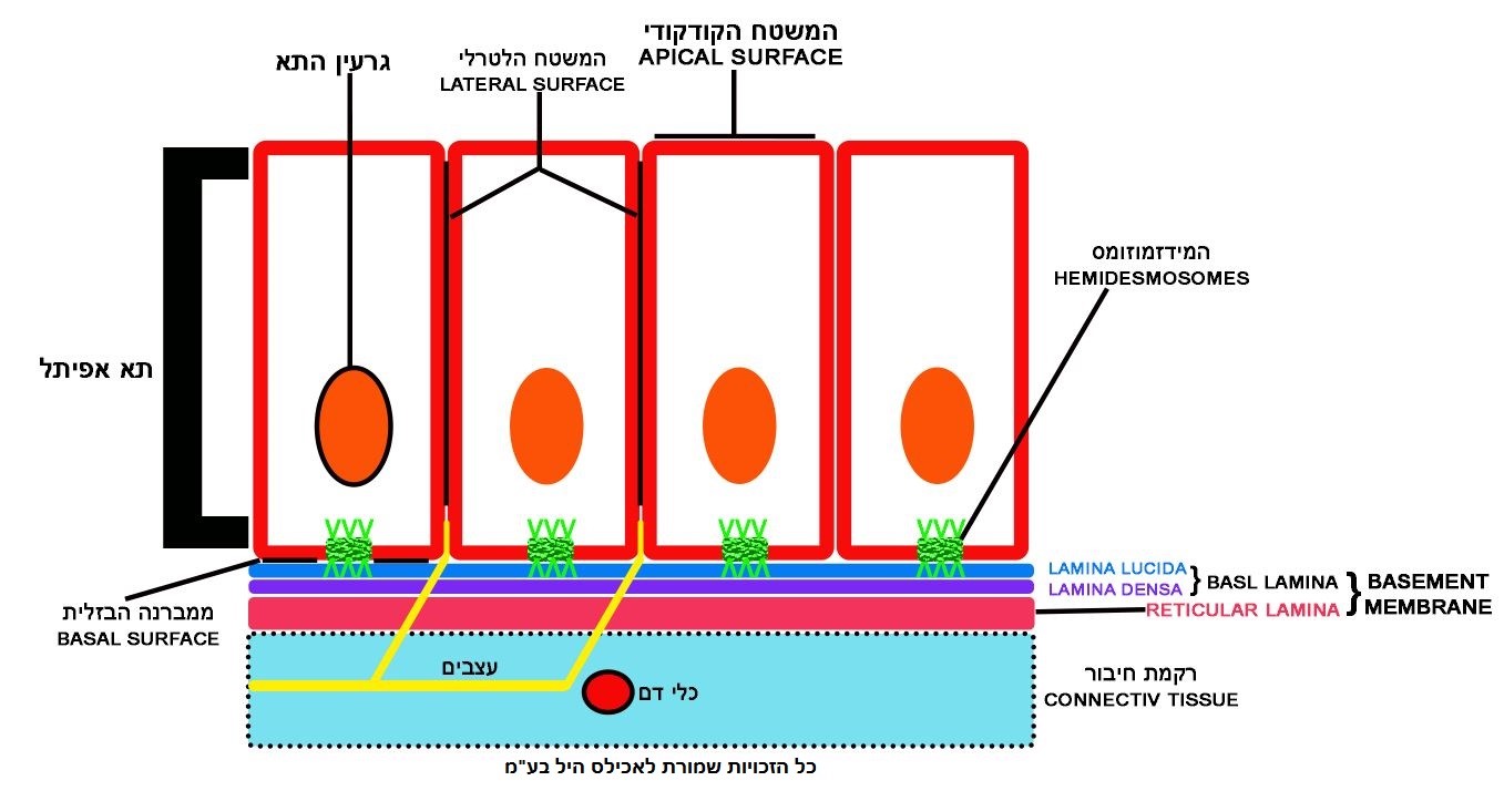 סכמה רקמת אפיתל